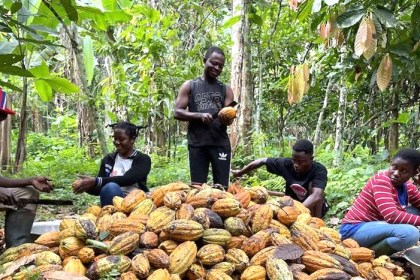 GAWU Pushes for Bold Cocoa Processing Policies to Attract Youth