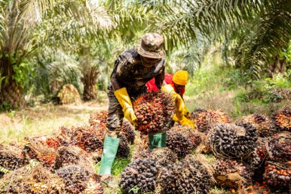 2026 Budget: Economist Endorses Agric Sector Boost; Calls Policies “Game-Changing” for Jobs & Food Security