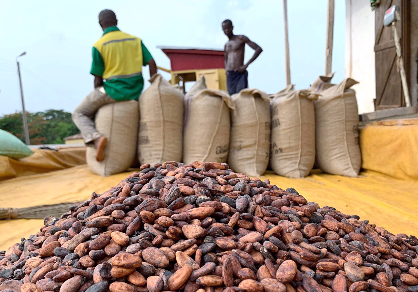 COCOBOD Signals Major Dollar-Priced Boost for Cocoa Farmers, But Strong Cedi Could Curb Local Gains