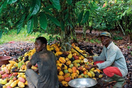 Aside from the $1B Cocoa Financing Bond, Analyst Calls for Farmer-Centered Initiatives to Support Sector