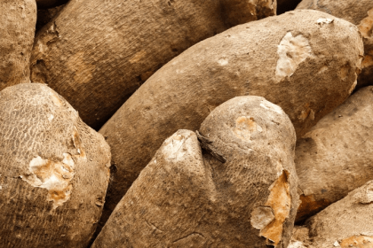 Poor Roads and Market Gaps Leave Oti Region Yam Farmers Struggling to Survive