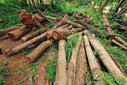 Ghana Losing 24,800 Hectares of Forest Every Year, Study Warns