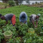 Low Indicators, But Stubborn Loan Cost: Dr. Atuahene Proposes Strategies to Lower High Lending Rate  