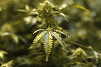 One Hectare of Cannabis Could Bring Ghanaian Farmers $10,000