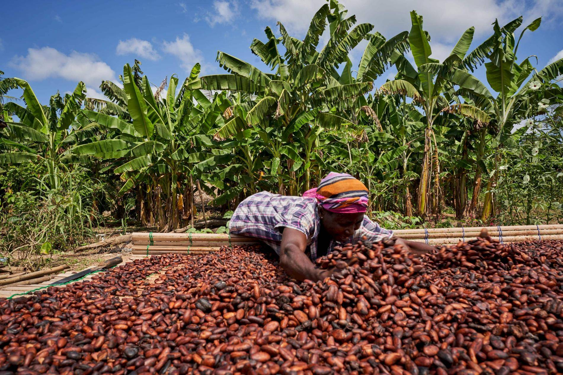 Cocoa Price Gap Threatens COCOBOD Finances as World Market Softens